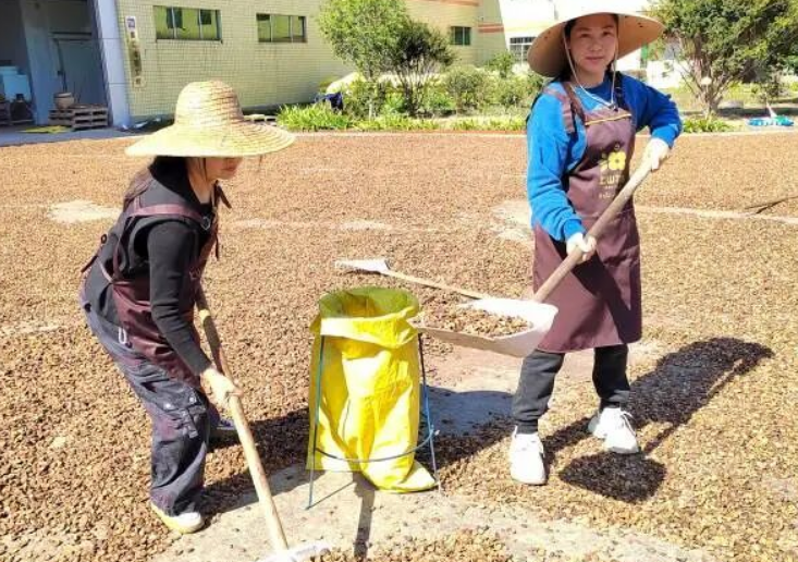龍川駱姓姊妹花:從零開始創(chuàng)業十六載,鋪就長洲村“綠色共富”產業路-專在家創(chuàng)業網